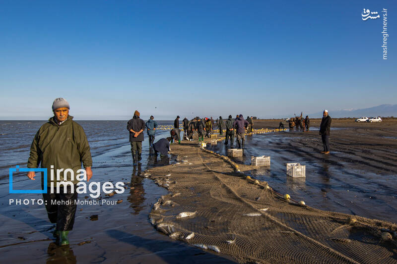 عکس/ صید ماهی در خزر
