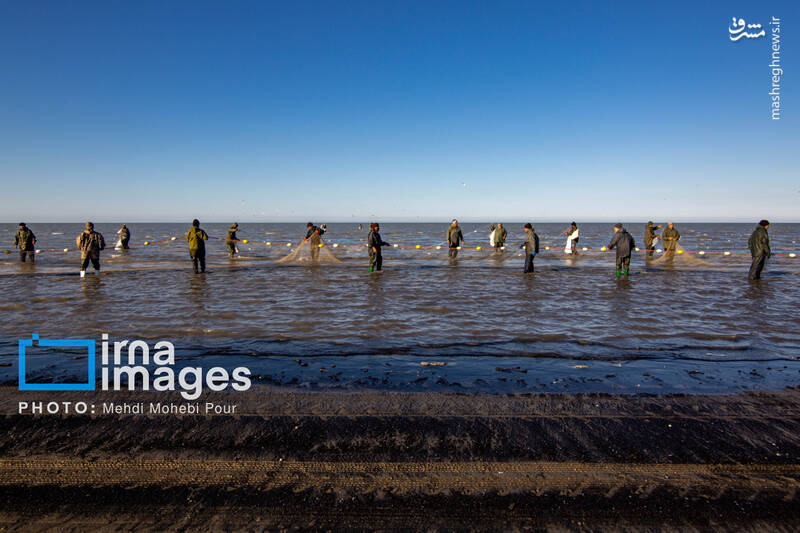 عکس/ صید ماهی در خزر