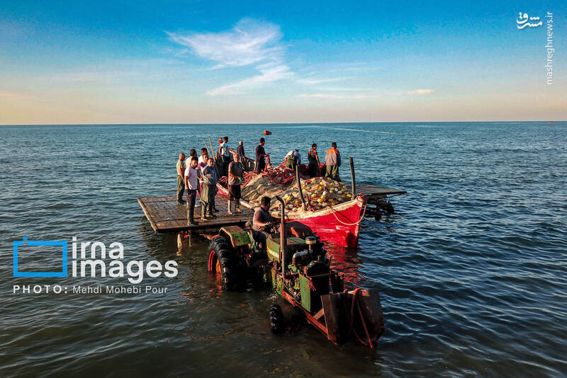 عکس/ صید ماهی در خزر