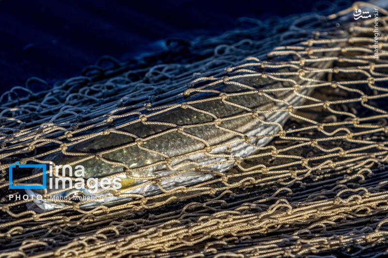 عکس/ صید ماهی در خزر