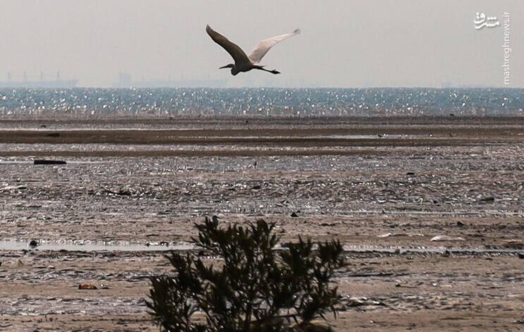 آب،تالاب،زنده،ايران،رامسر،فصلي،كشاورزي،طبيعي،جهاني،توسعه،روز ...