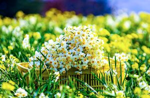 برداشت گل نرگس در مازندران