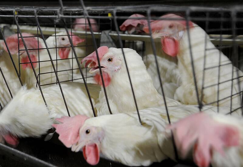 مرغ،تامين،تومان،توليد،نقدينگي،قيمت،ماه،دولت،مرغداران