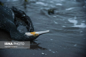 مرگ خاموش "باکلان" ها در سواحل خزر
