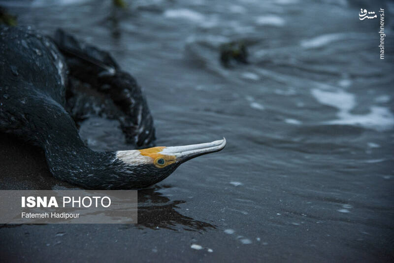 صيد،تلفات،پرندگان،درياي،مرگ،باكلان،تورها،پرندگاني،تورهاي،ماه ...