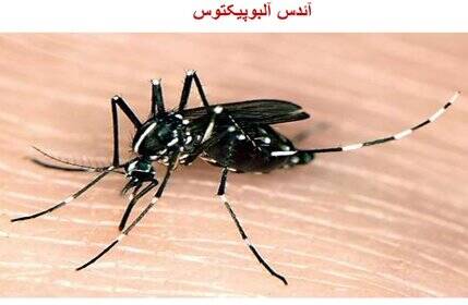 بهداشت،رئيسي،شهرستان،آئدس،تنگستان،مركز،استان،قرار،دانگي،كاكي ...