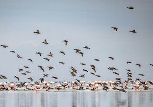 پرواز پرندگان مهاجر در تالاب میانکاله و خلیج گرگان