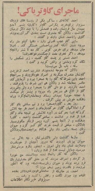 گاو تریاکی در سبزوار خبرساز شد!