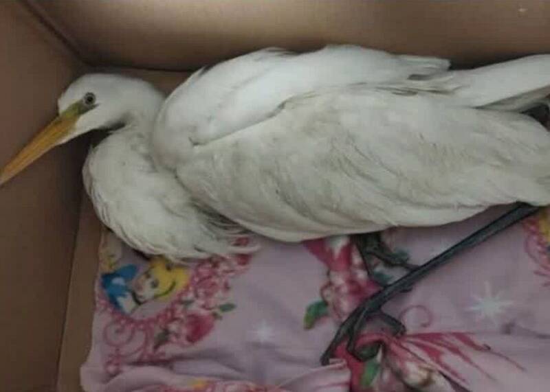 حفاظت،زيست،وفايي،هرگونه،قانوني،طبيعي