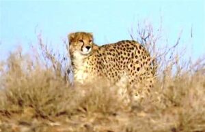 مشاهده یک قلاده یوز در روستاهای اطراف داورزن خراسان رضوی