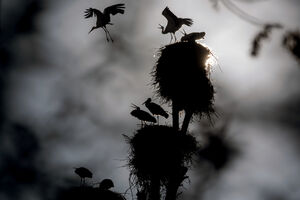 عکس/ میان کوچ و ماندن