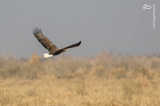 پرندگان،تالاب،مره
