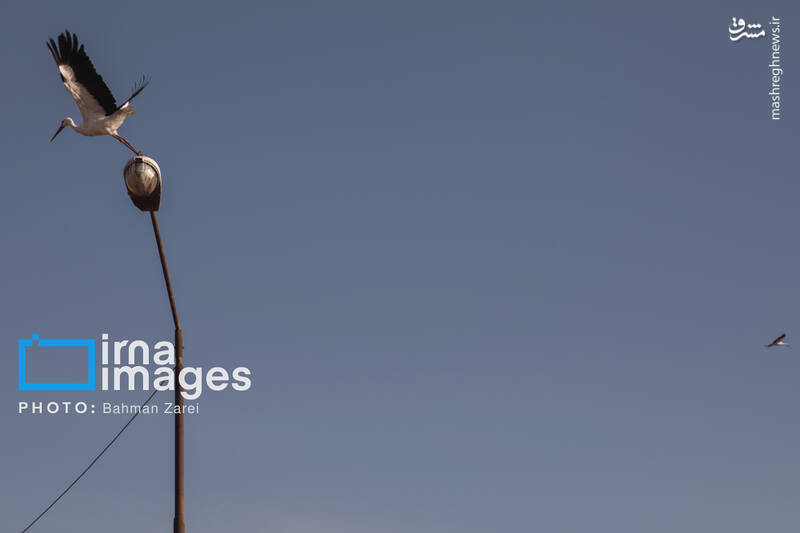 عکس/ میان کوچ و ماندن