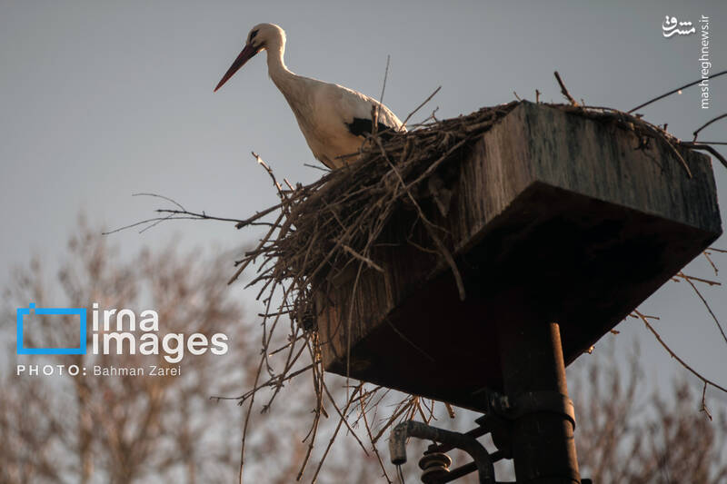 عکس/ میان کوچ و ماندن