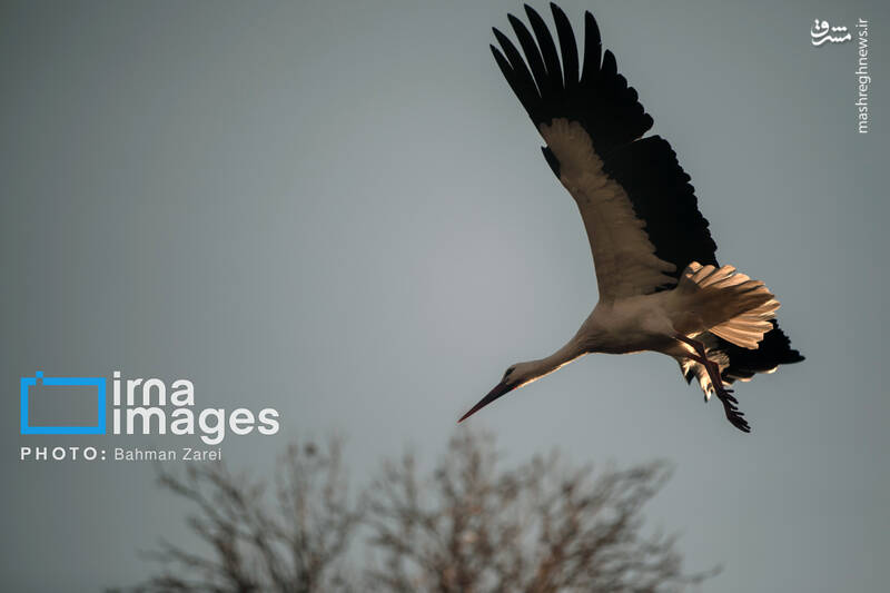 عکس/ میان کوچ و ماندن