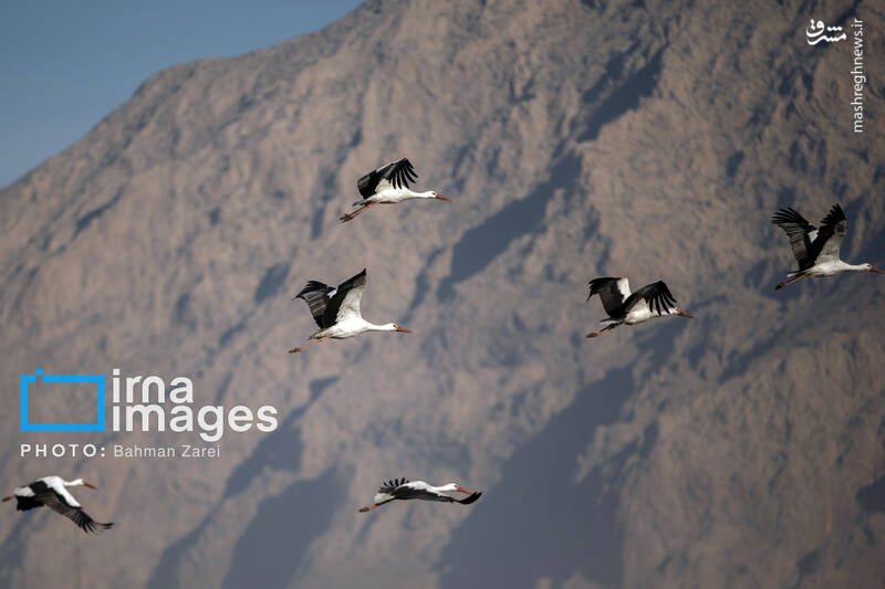 عکس/ میان کوچ و ماندن