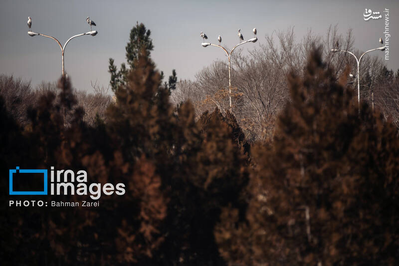 عکس/ میان کوچ و ماندن