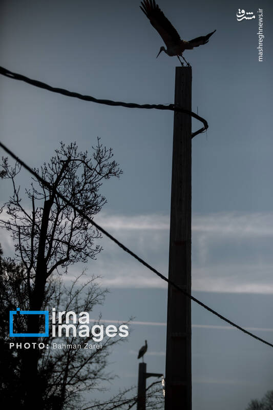 عکس/ میان کوچ و ماندن