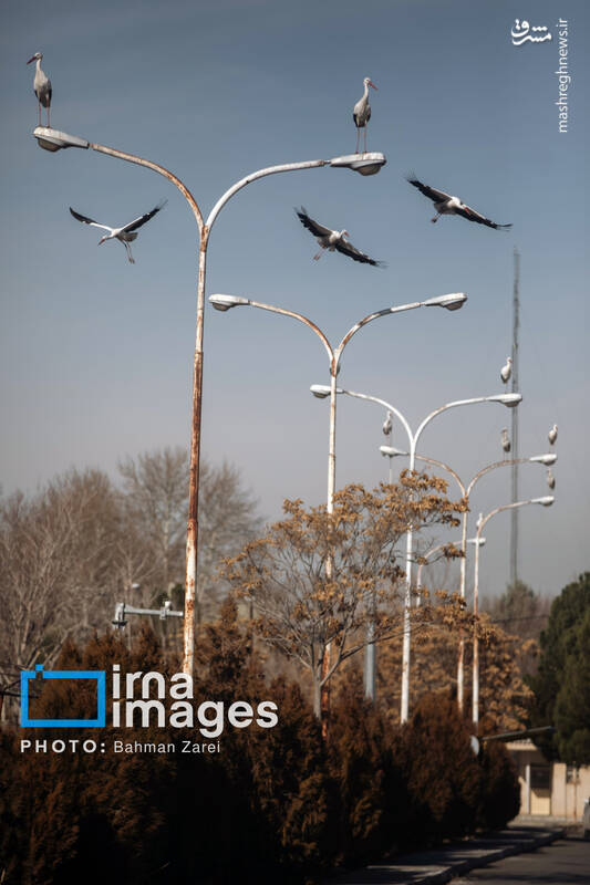 عکس/ میان کوچ و ماندن