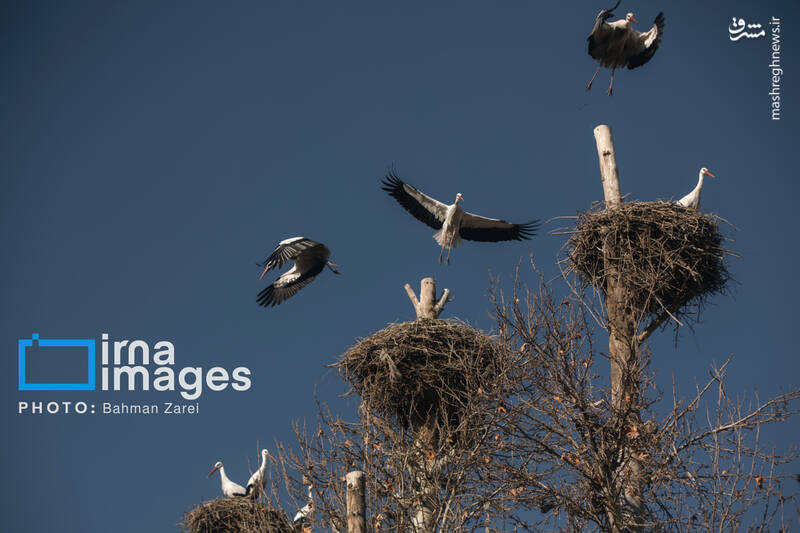 عکس/ میان کوچ و ماندن