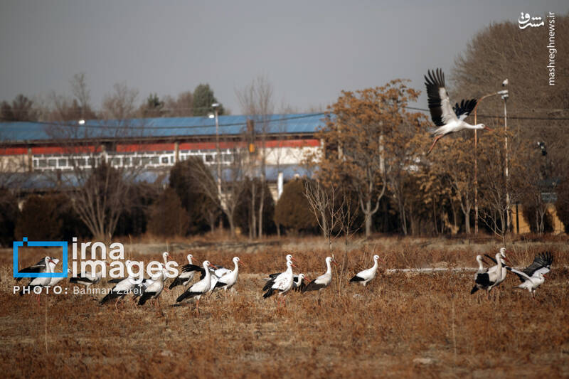 عکس/ میان کوچ و ماندن