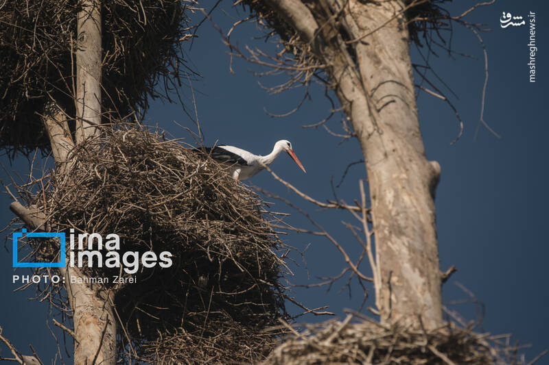 عکس/ میان کوچ و ماندن