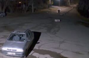 فیلم/ حمله سگ ولگرد به یک دانشجو زنجانی