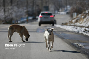ماجرای حمله یک حیوان به دانشجوی زنجانی +فیلم