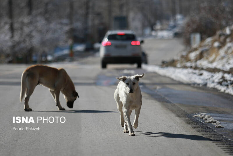 حمله،زيست،طبيعي،افزايش،گرگ،سگ،جمعيت،بلاصاحب،باقري،تبعات