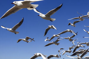 "کاکایی‌ها" میهمان رودخانه خشک شیراز