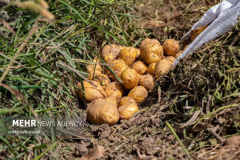 كالابرگ،وزارت،تعاون،رفاه،ثبت،معاونت،سخنگوي،خريد،زنگنه،تأييد، ...