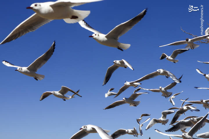 رودخانه،پرندگان