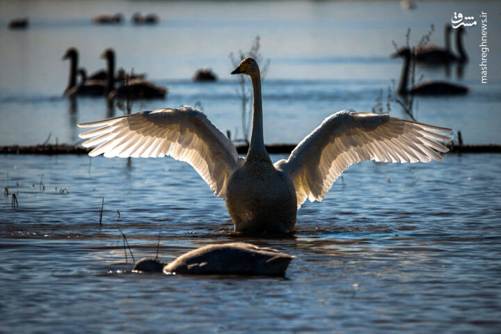سرخرود،مهاجر،مازندران،استان