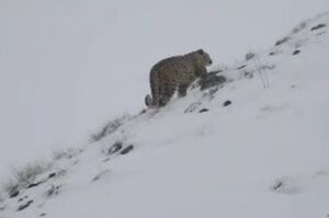 تصاویری نادر از پلنگ ایرانی در ارتفاعات البرز