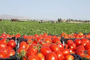 صادرات گوجه فرنگی زراعی ممنوع شد