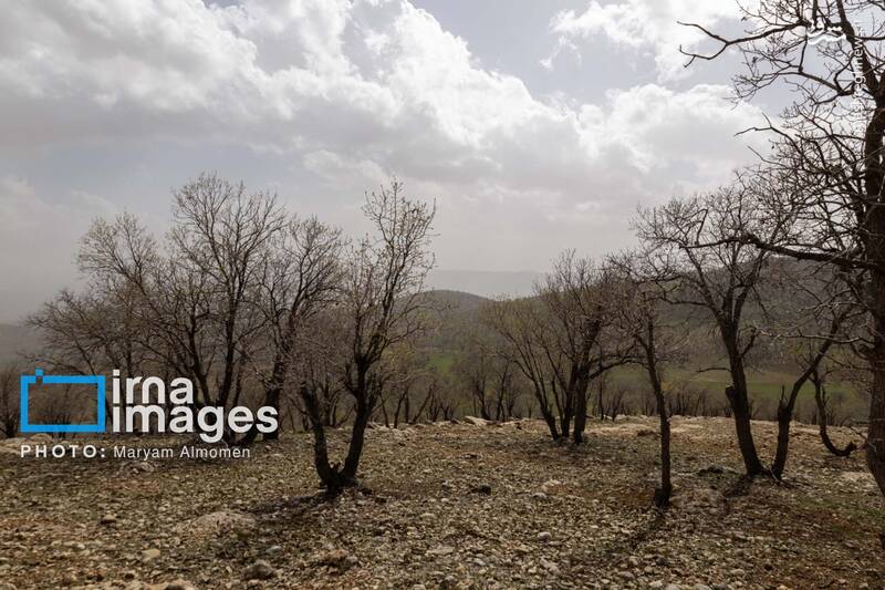 عکس/ در جستوجوی خلبان آمریکایی