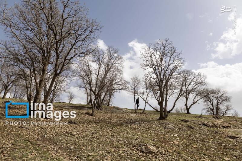 عکس/ در جستوجوی خلبان آمریکایی