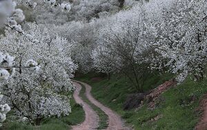 عکس/ شکوفه‌های بهاری کُجور