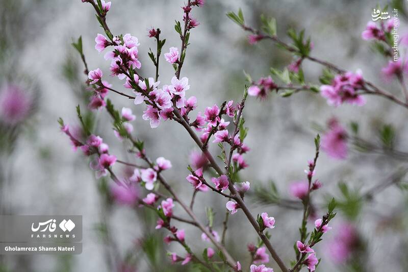 عکس/ شکوفه‌های بهاری کُجور