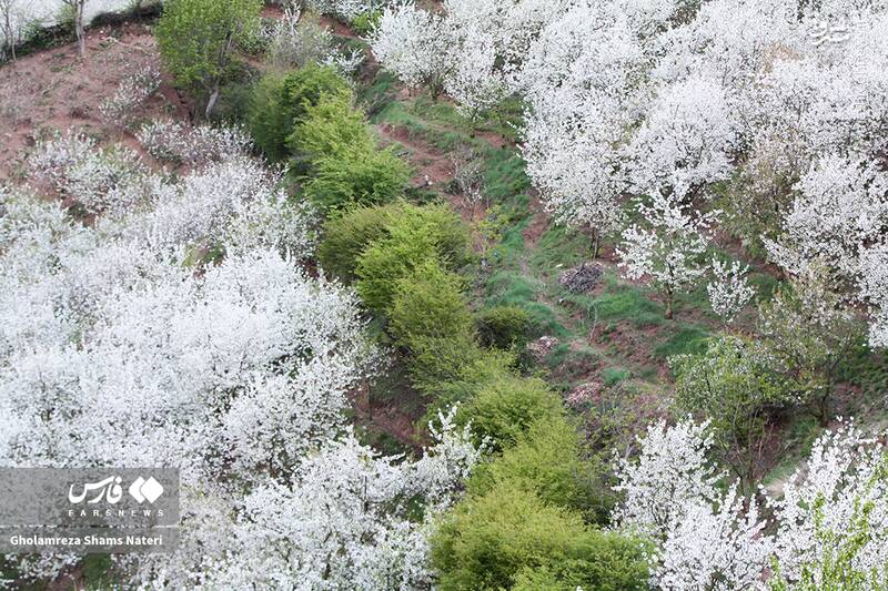 عکس/ شکوفه‌های بهاری کُجور