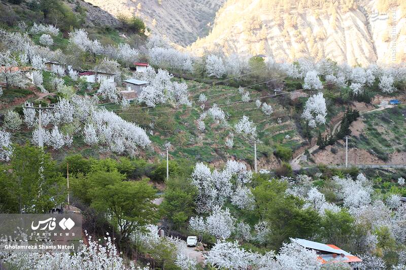 عکس/ شکوفه‌های بهاری کُجور