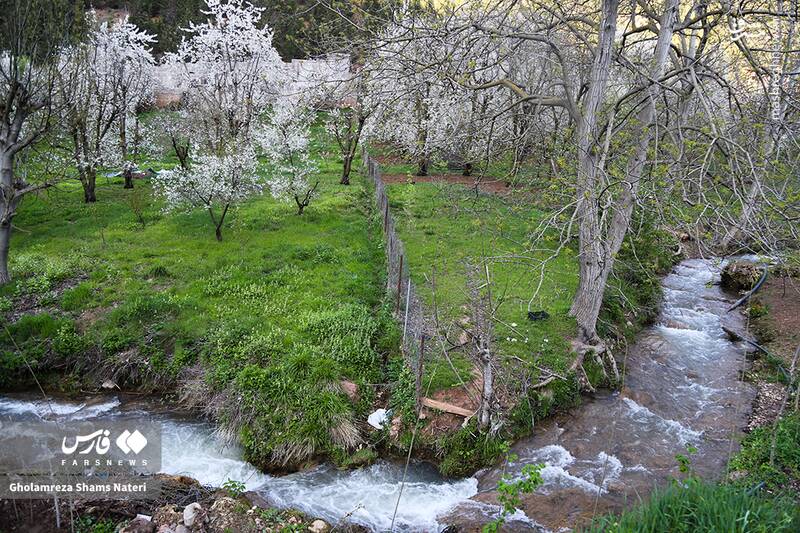 عکس/ شکوفه‌های بهاری کُجور
