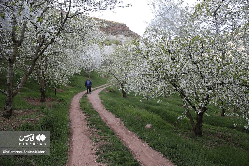 عکس/ شکوفه‌های بهاری کُجور