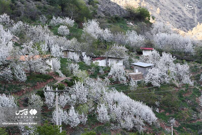 عکس/ شکوفه‌های بهاری کُجور