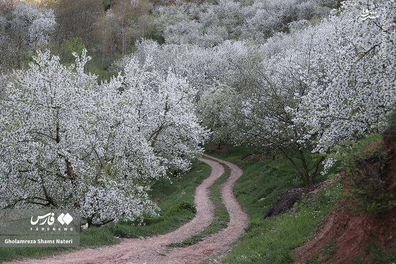 عکس/ شکوفه‌های بهاری کُجور