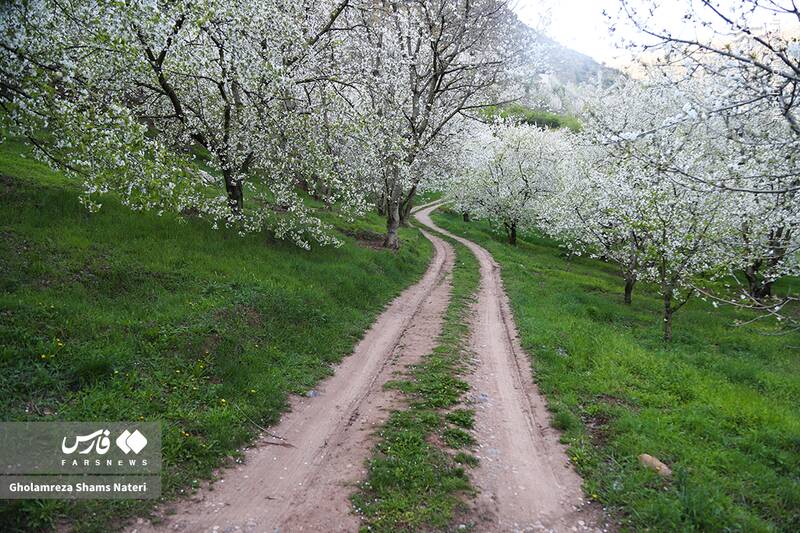 عکس/ شکوفه‌های بهاری کُجور