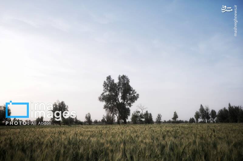 عکس/ ورودی آب به منطقه سیستان پس از سالها خشکسالی