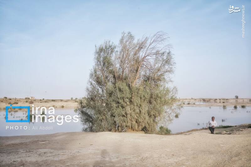 عکس/ ورودی آب به منطقه سیستان پس از سالها خشکسالی