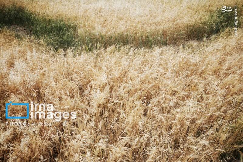 عکس/ ورودی آب به منطقه سیستان پس از سالها خشکسالی