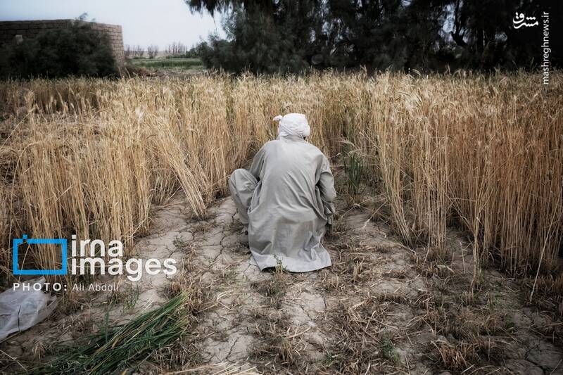 عکس/ ورودی آب به منطقه سیستان پس از سالها خشکسالی